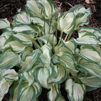 hosta-ghost-spirit