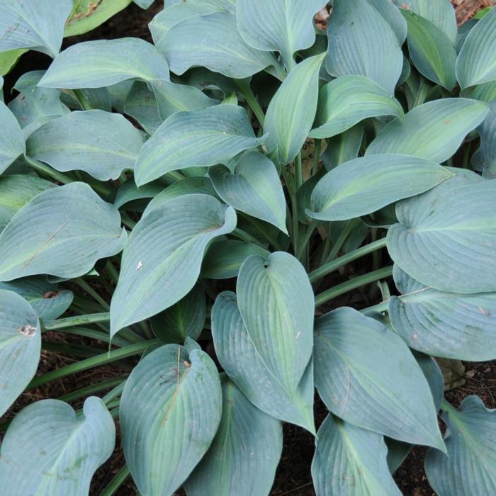 Hosta 'Goldbrook Glimmer' plant