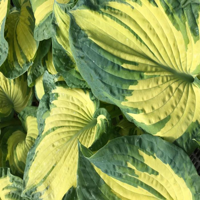 Hosta 'Golden Meadows' plant