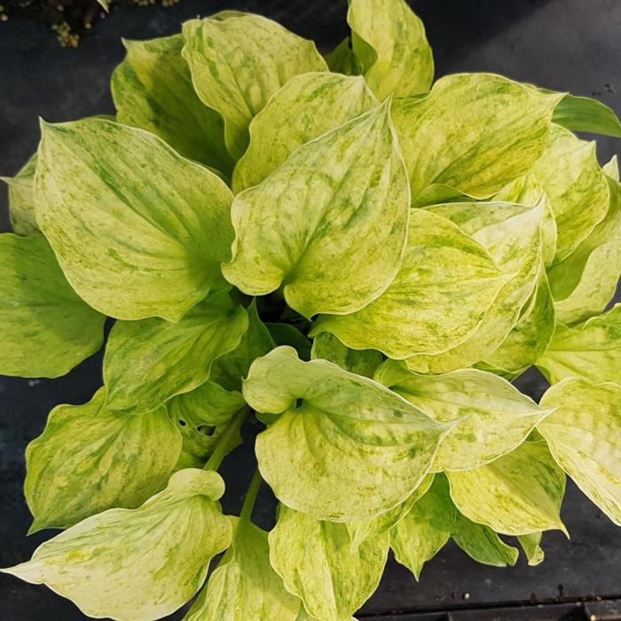 Hosta 'Golden Needles' plant