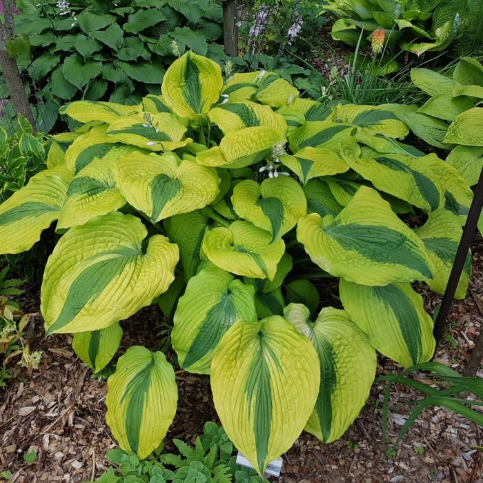 Hosta 'Goodness Gracious' plant