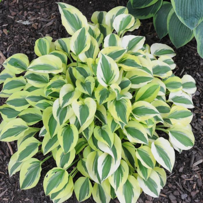 Hosta 'Grand Prize' plant