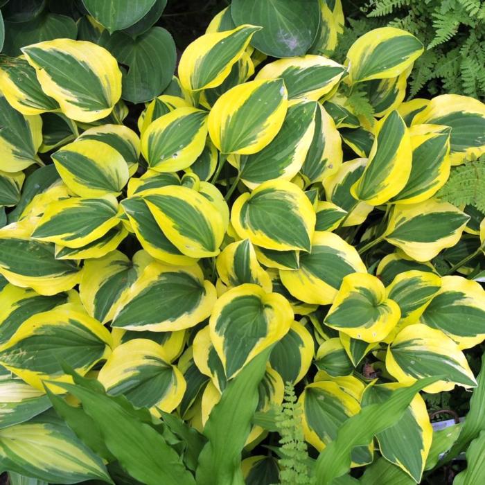 Hosta 'Grand Tiara' plant