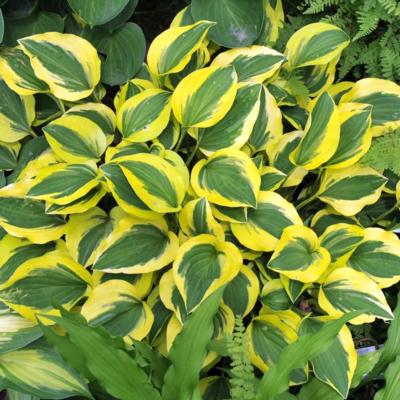 hosta-grand-tiara