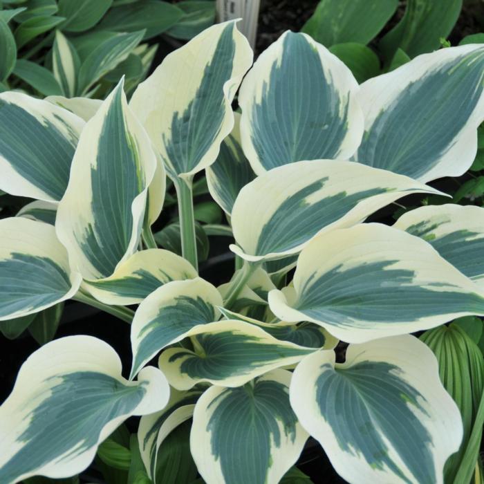 Hosta 'Great Escape' plant