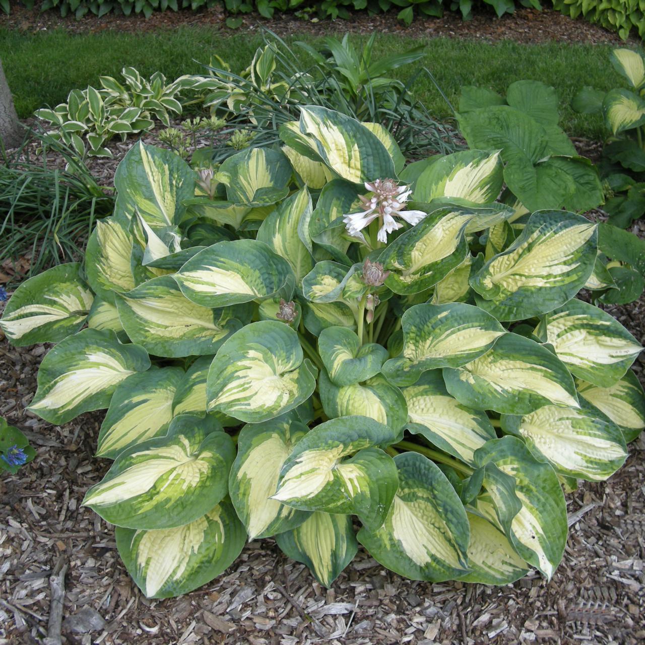 Hosta 'Great Expectations' plant