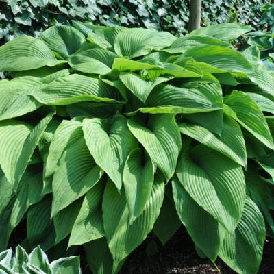 hosta-green-acres