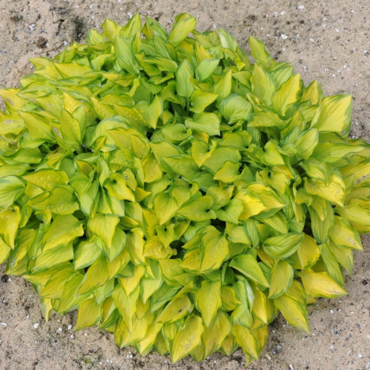 Hosta 'Green with Envy' plant