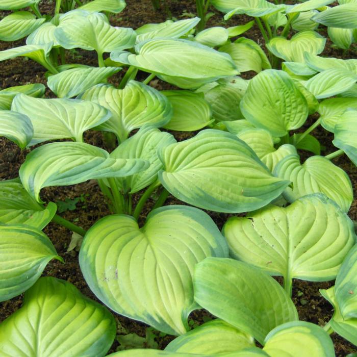 Hosta 'Guacemole' plant