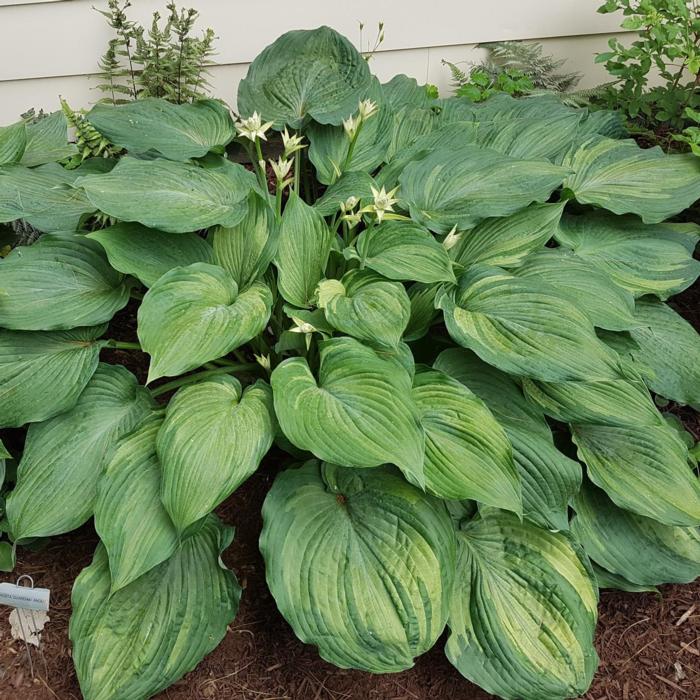 Hosta 'Guardian Angel' plant