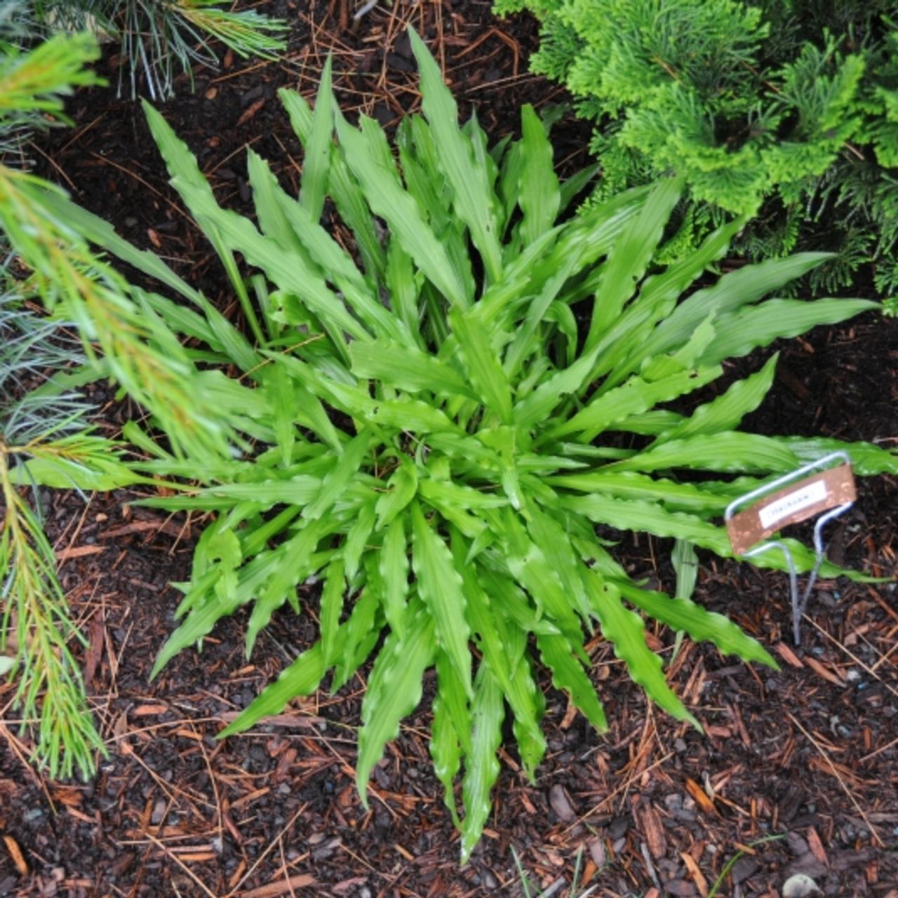 Hosta 'Hacksaw' plant