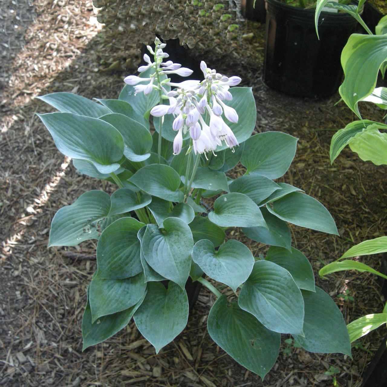 Hosta 'Hadspen Blue' plant