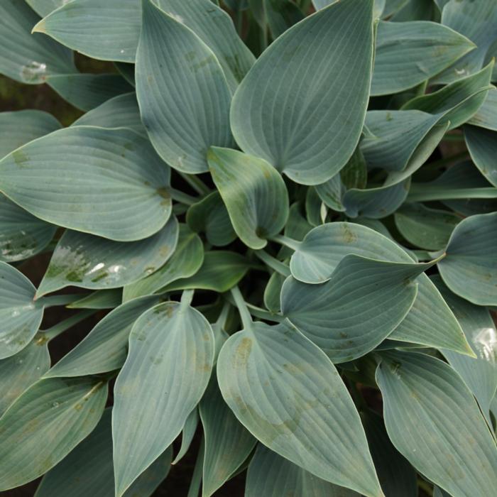 Hosta 'Hadspen Heron' plant