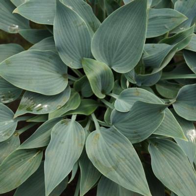 hosta-hadspen-heron