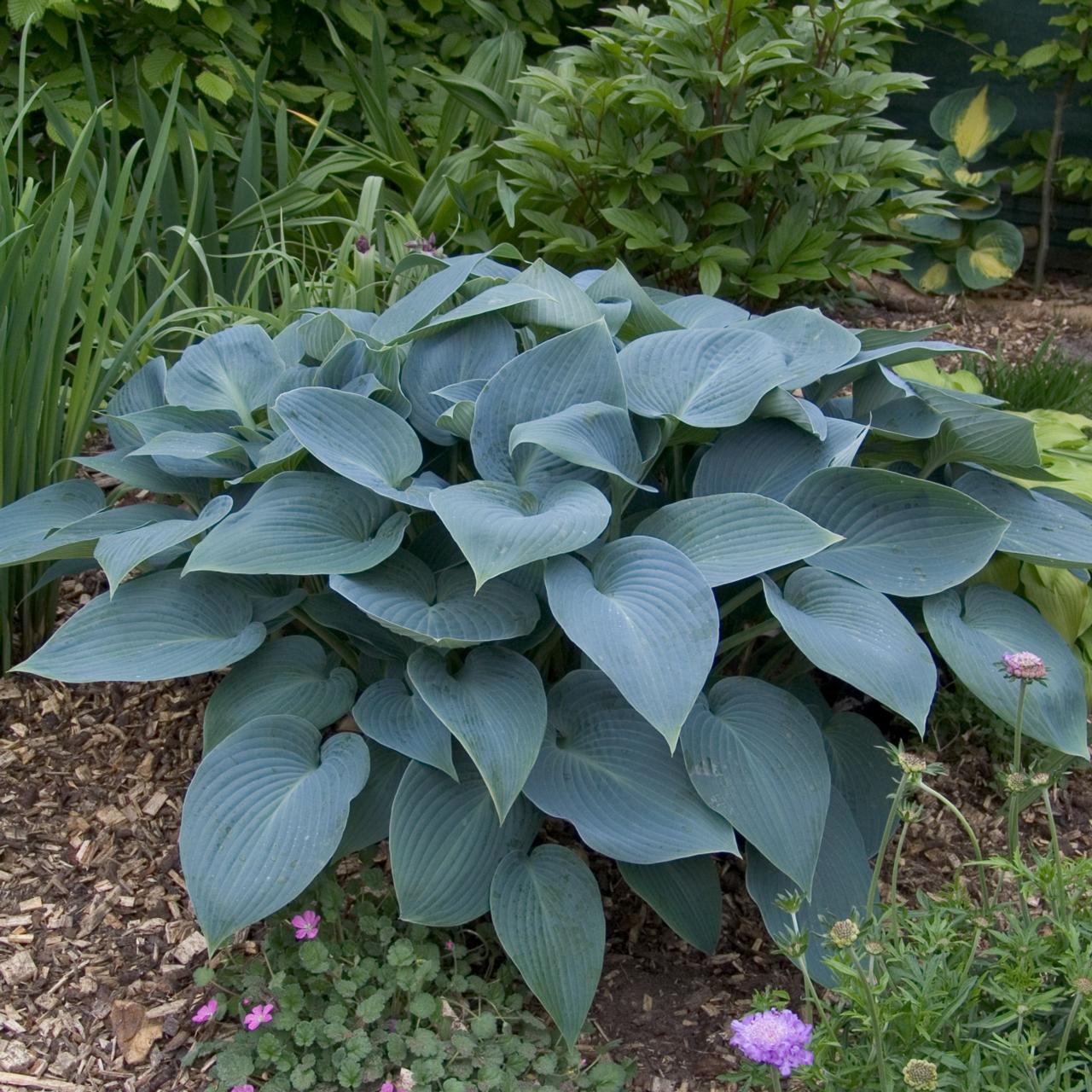 Hosta 'Halcyon' plant