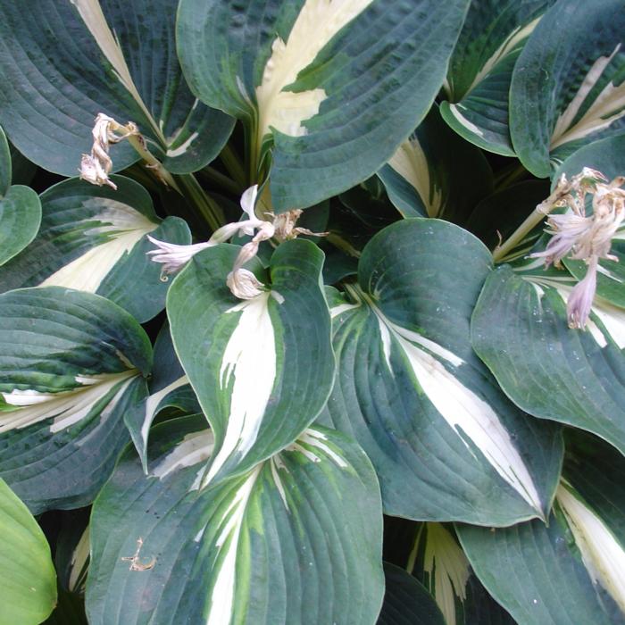 Hosta 'Half and Half' plant