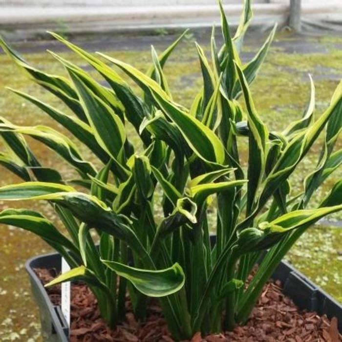 Hosta 'Hands Up' plant