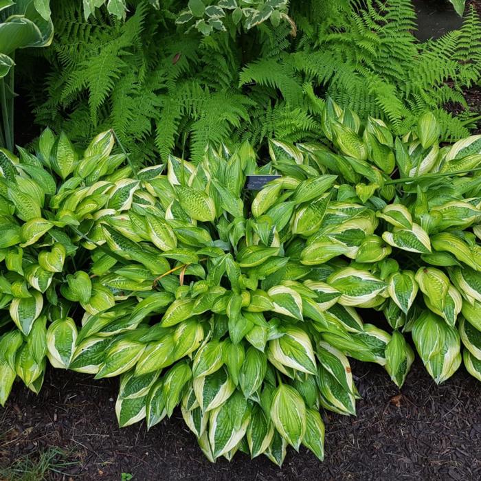 Hosta 'Hanky Panky' plant