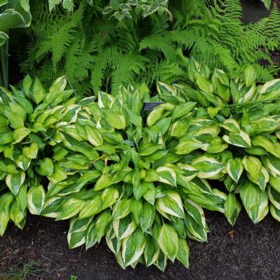 hosta-hanky-panky