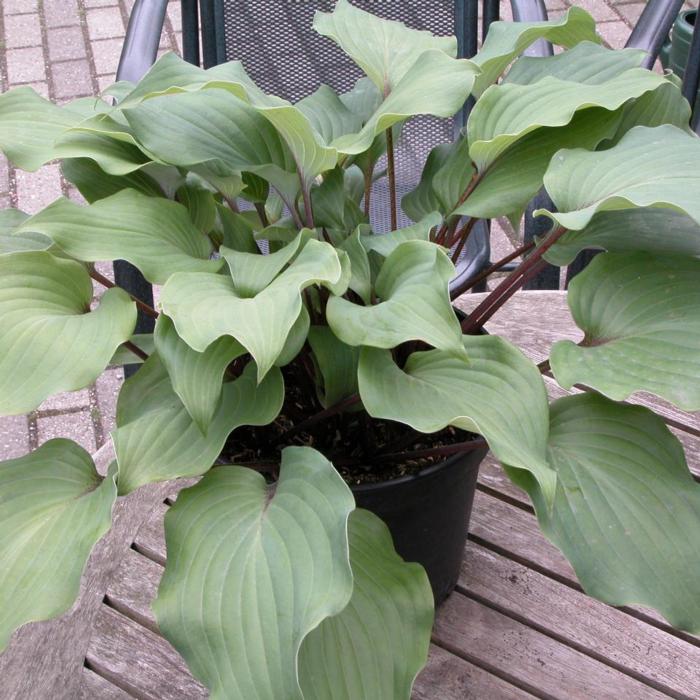 Hosta 'Harry van der Laar' plant