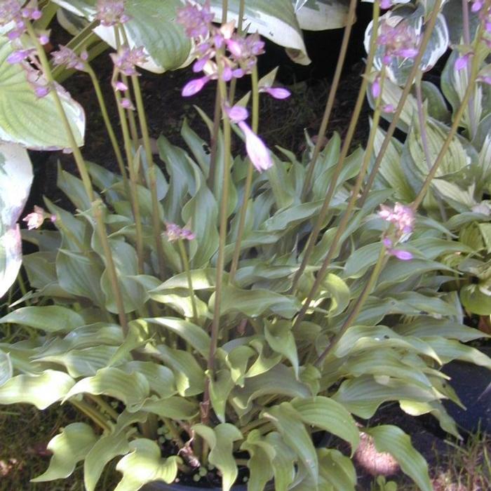 Hosta 'Harry van Trier' plant