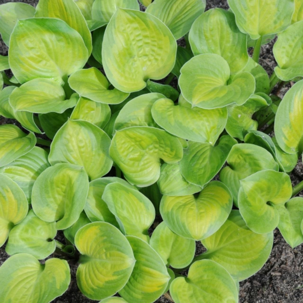 Hosta 'Heart and Soul' plant