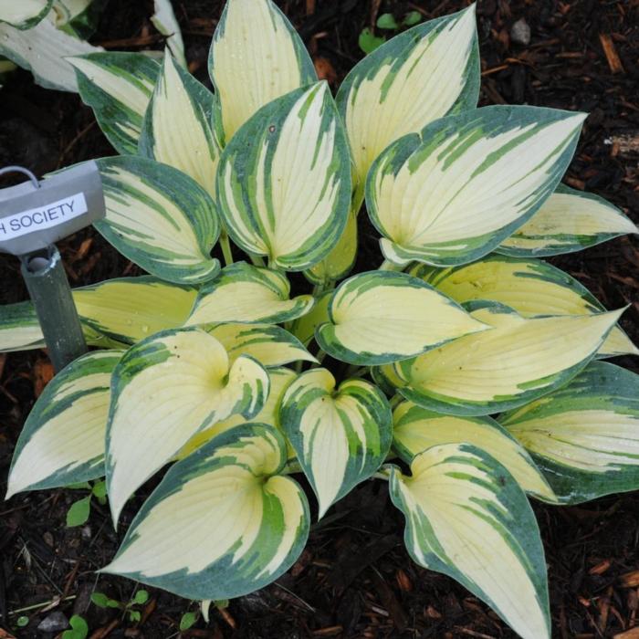 Hosta 'High Society' plant