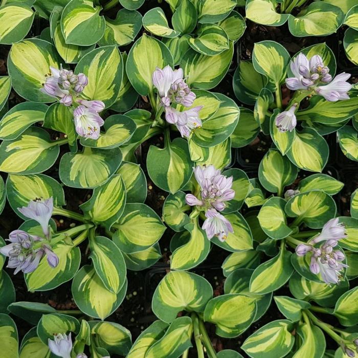 Hosta 'Holy Mouse Ears' plant