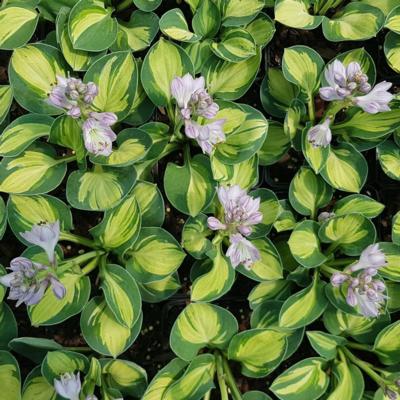 hosta-holy-mouse-ears