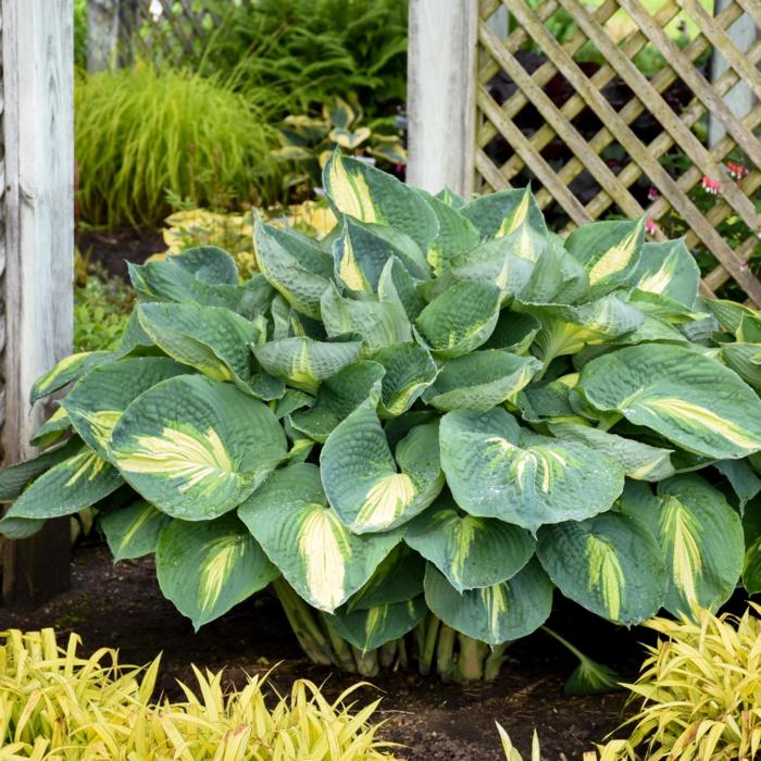 Hosta 'Hudson Bay' plant