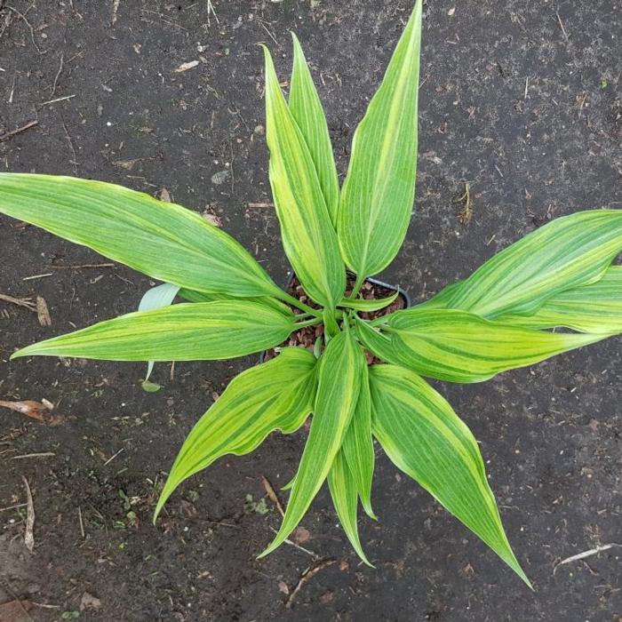 Hosta 'Hyuga Urajiro' plant