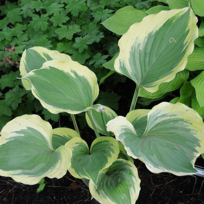 Hosta 'Ivory Coast' plant