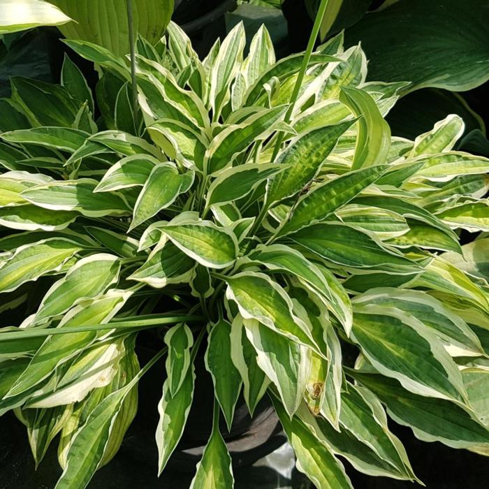 Hosta 'Juha' plant