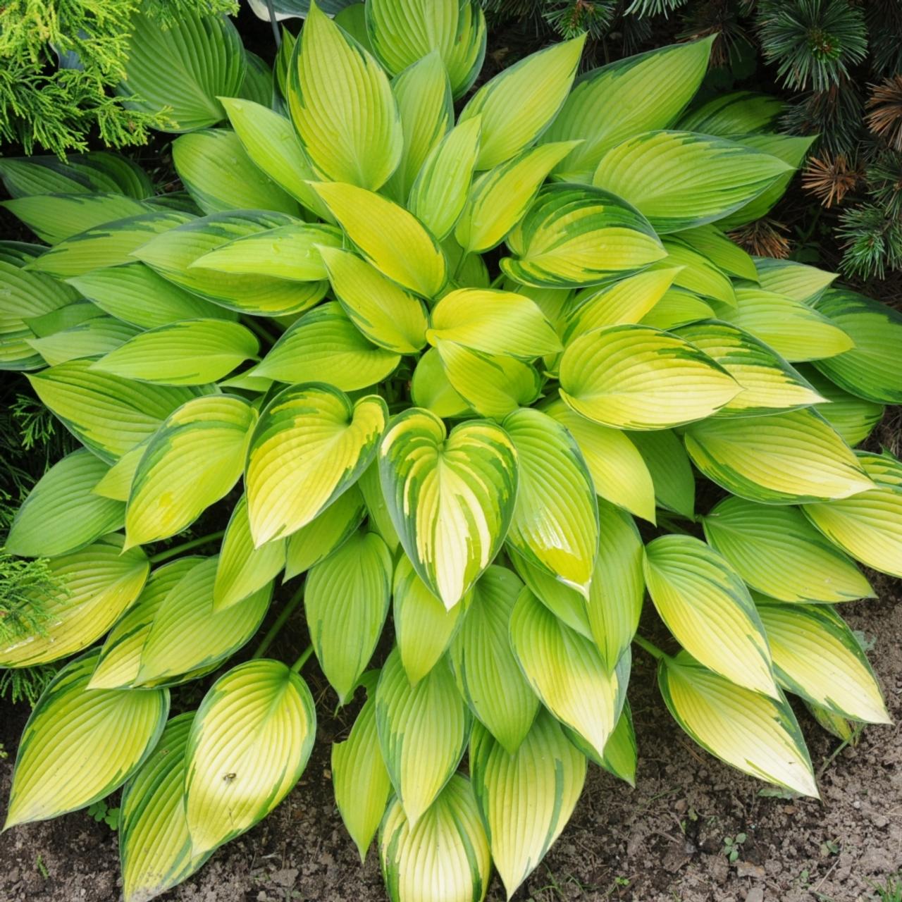 Hosta 'June Fever' plant