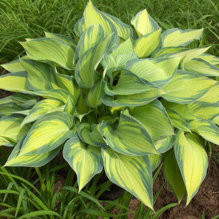 Hosta 'June' plant