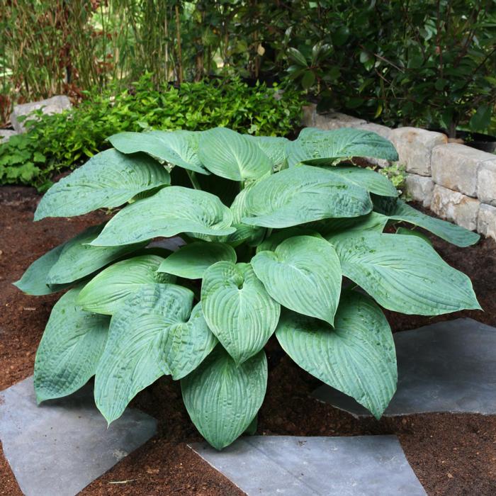 Hosta 'Jurassic Park' plant