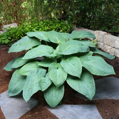 hosta-jurassic-park