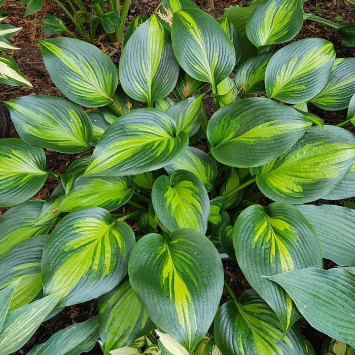 Hosta 'Justine' plant