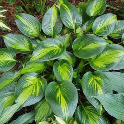 hosta-justine