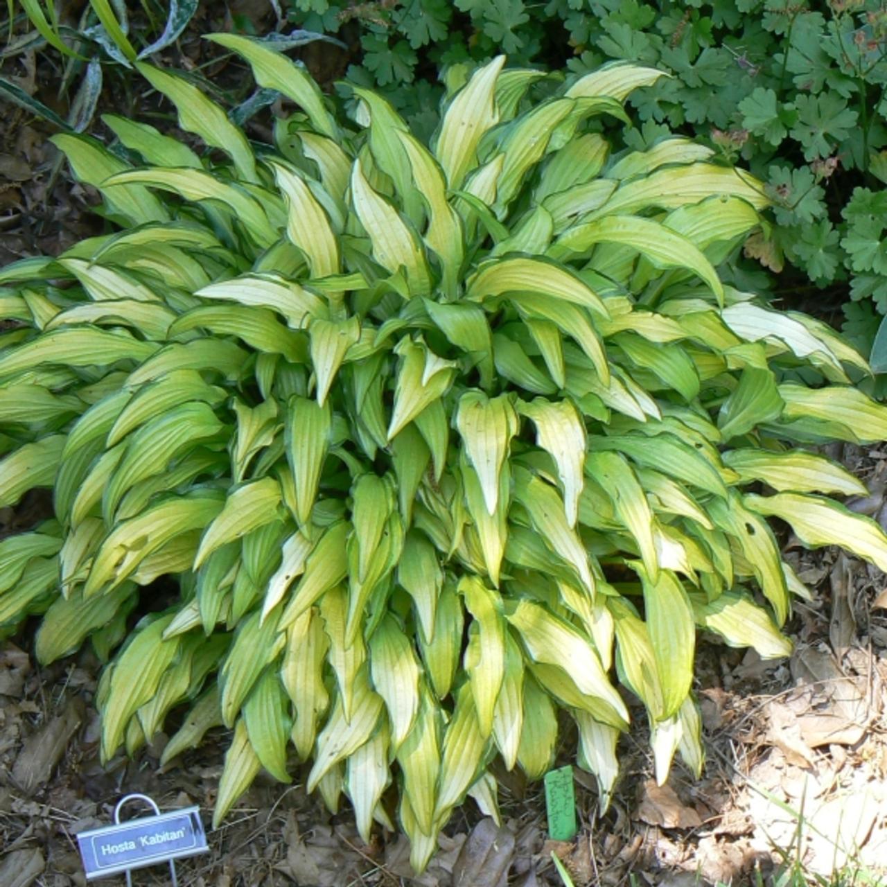 Hosta 'Kabitan' plant