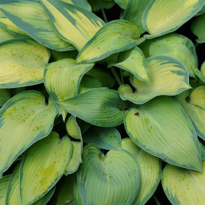 Hosta 'Katherine Lewis' plant