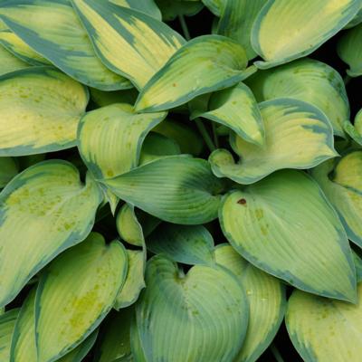 hosta-katherine-lewis