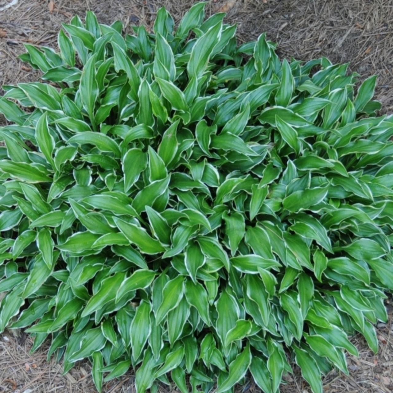 Hosta 'Kifukurin-Ko-Mame' plant