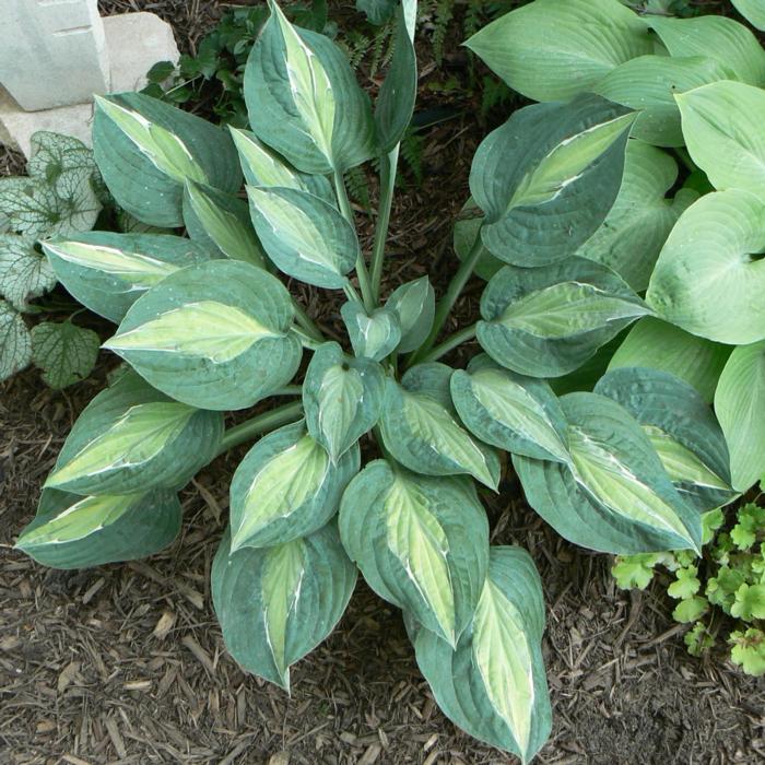 Hosta 'Kiwi Full Monty' plant