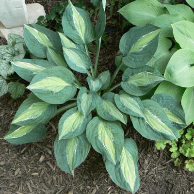 hosta-kiwi-full-monty