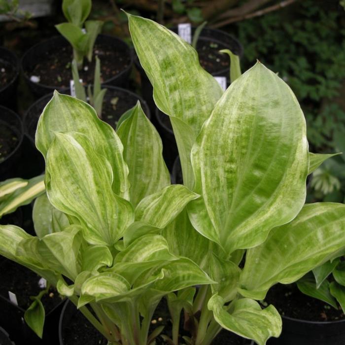 Hosta 'Korean Snow' plant