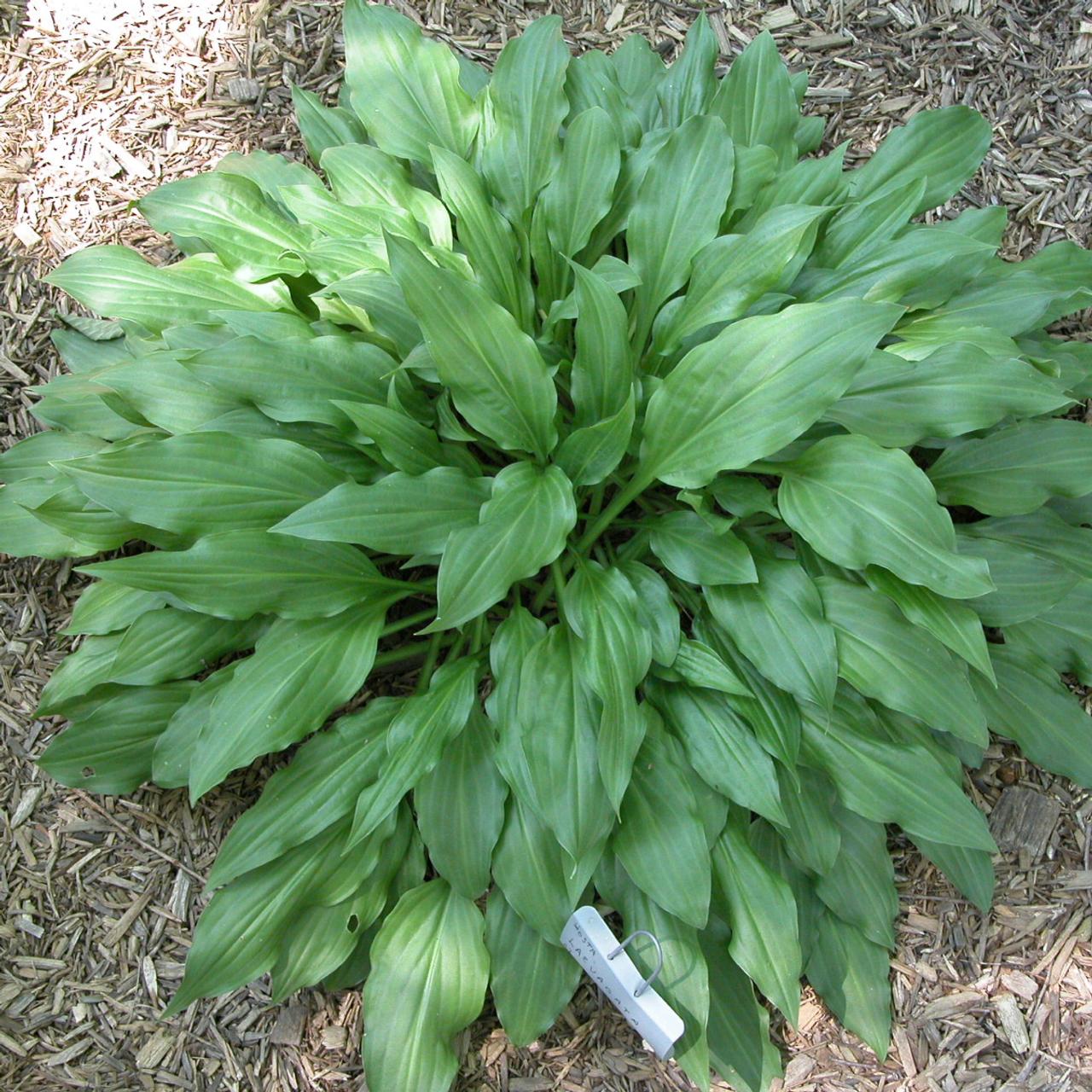 Hosta 'laevigata' plant