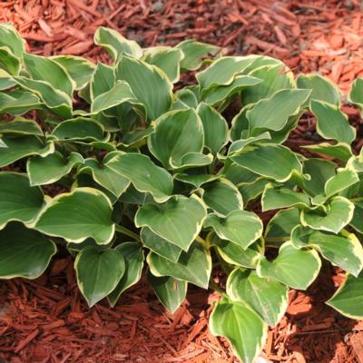 hosta-lakeside-baby-face