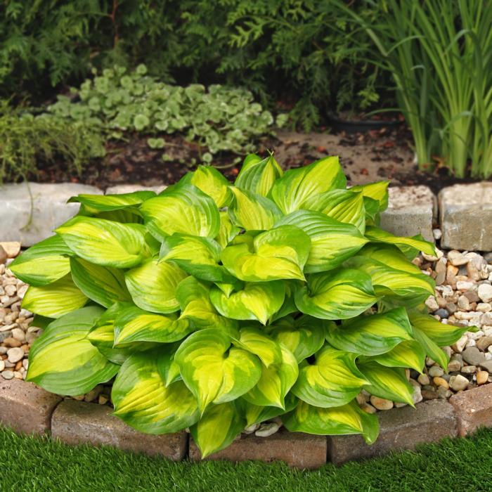 Hosta 'Lakeside Banana Bay' plant