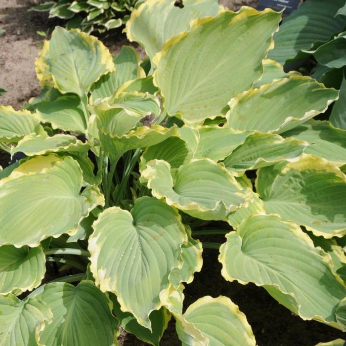 Hosta 'Lakeside Breaking News' plant